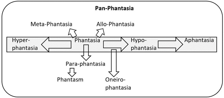 The Spectrum of Imagination Types