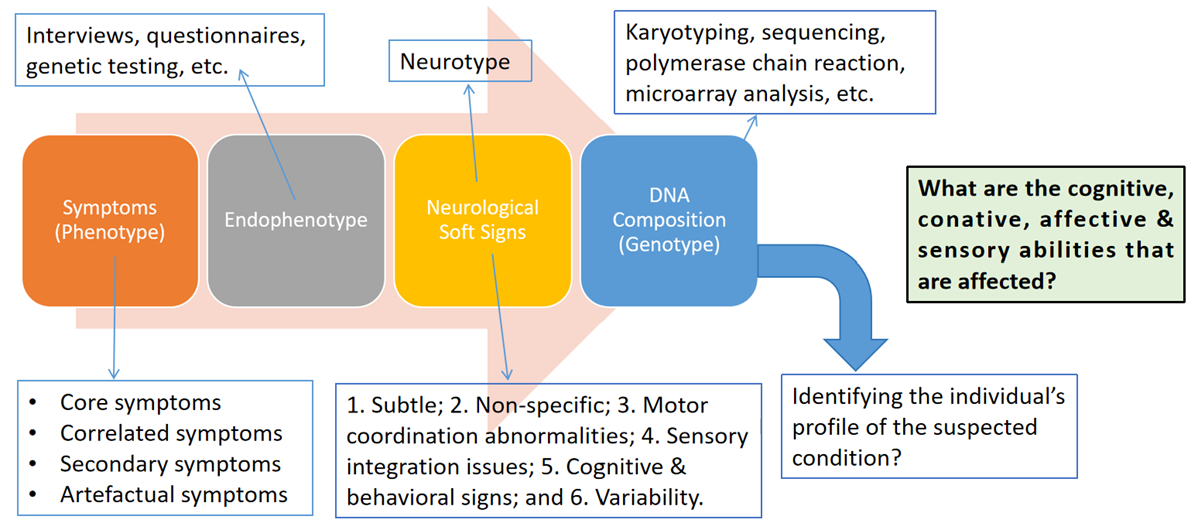 Figure 1. The PENG Model